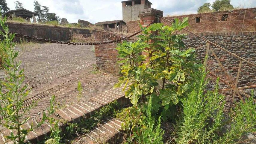 Povera Fortezza invasa dalle erbacce