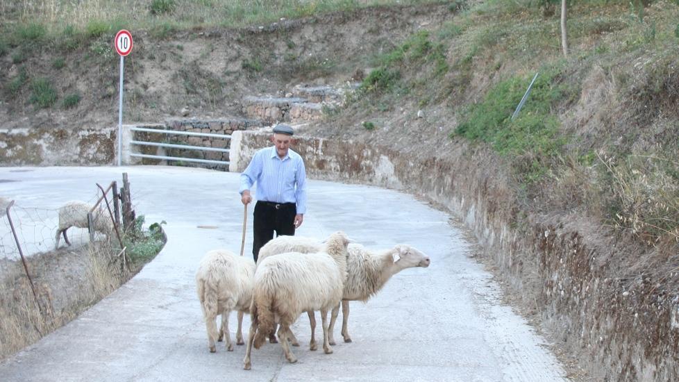 Adolfo Puddu con le sue pecore
