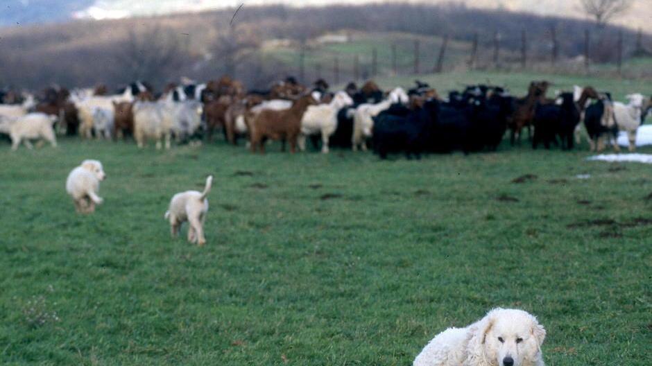 I cani da pastore si sfidano a Tor del Sale