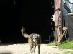 Il padrone in coma gli amici cercano il suo amato cane 
