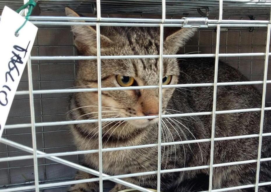Recupera un gatto dal torrente Cessana e adesso cerca i proprietari