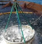 La pesca può ripartire con l’innovazione 