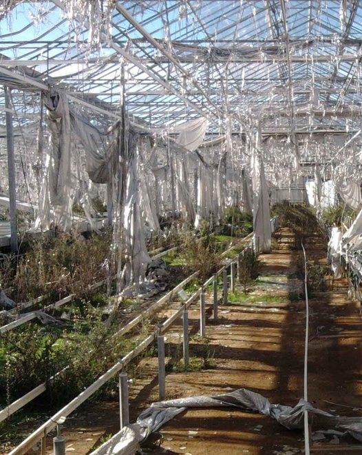 Svanisce il sogno Barbagia Flores 