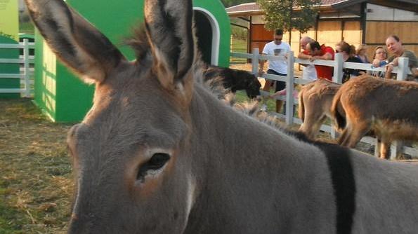 Sulle colline di Parma il fine settimana con il Rural Festival
