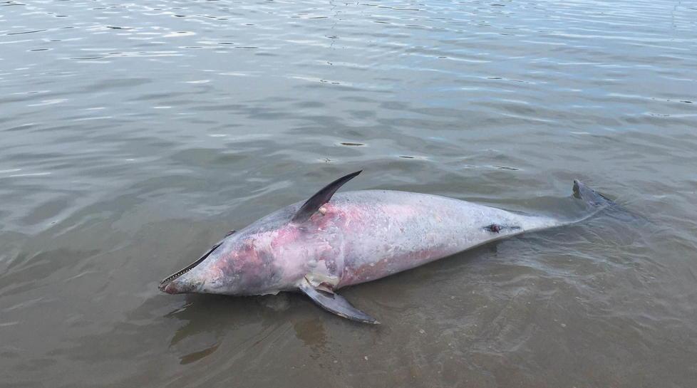 Delfino spiaggiato a Marina 