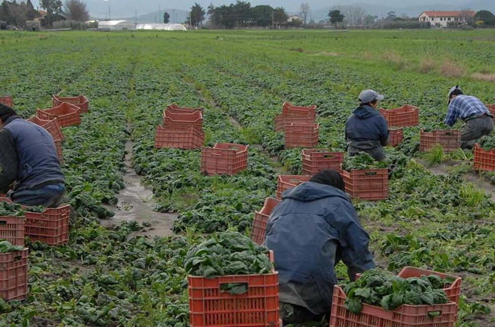 «Troppi casi di sfruttamento nei campi» 