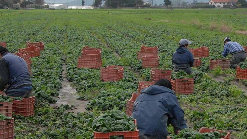 «Troppi casi di sfruttamento nei campi»