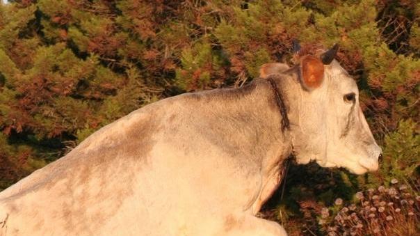 La Asl e le mucche selvatiche: la cattura non compete a noi