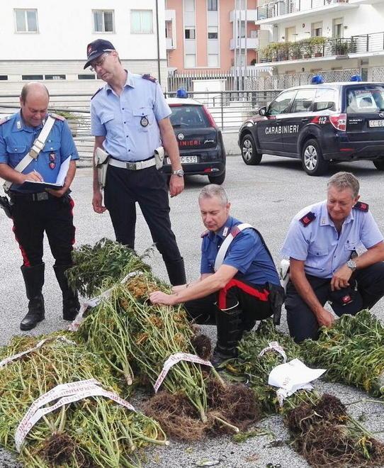 Aveva 71 piante di cannabis: arrestato