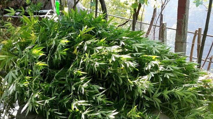 Coltiva marijuana nell’orto Arrestato un cinquantenne