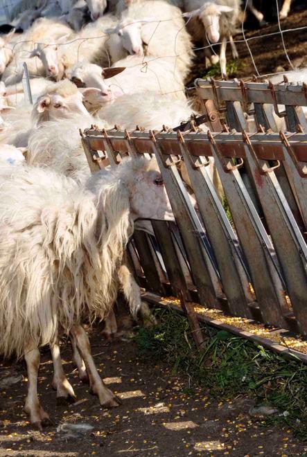 Expo, il pastoralismo l’elisir da esportare per vivere più a lungo 