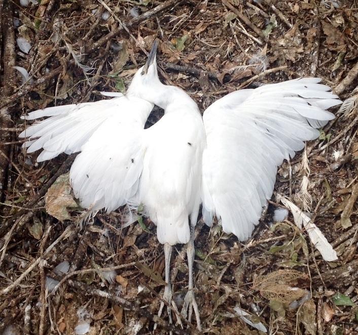 Strage di uccelli, la Lipu denuncia 