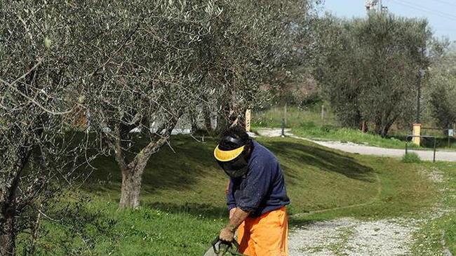Affidata la manutenzione delle aree verdi urbane