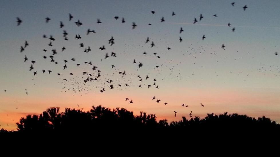 Storni, appello per il controllo della specie