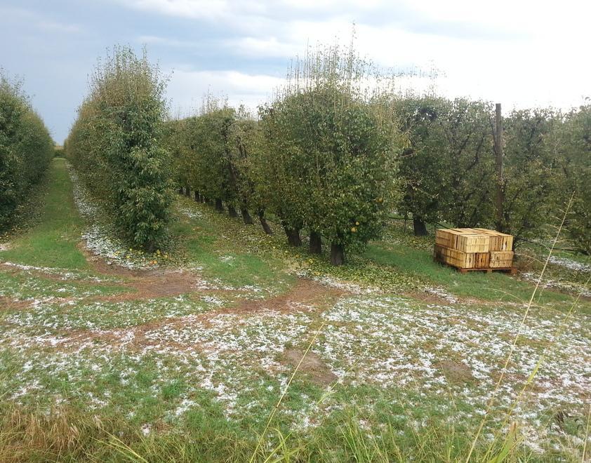 La grandine colpisce vigneti e frutteti rovinando i raccolti 