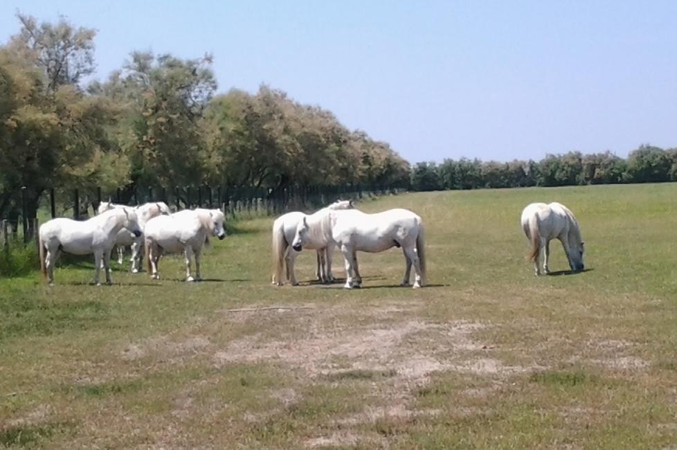 Cavalli senza documenti una multa di 46 mila euro 