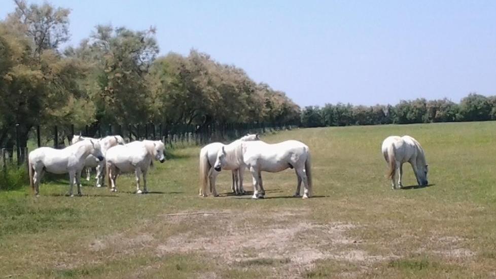 Cavalli senza documenti una multa di 46 mila euro