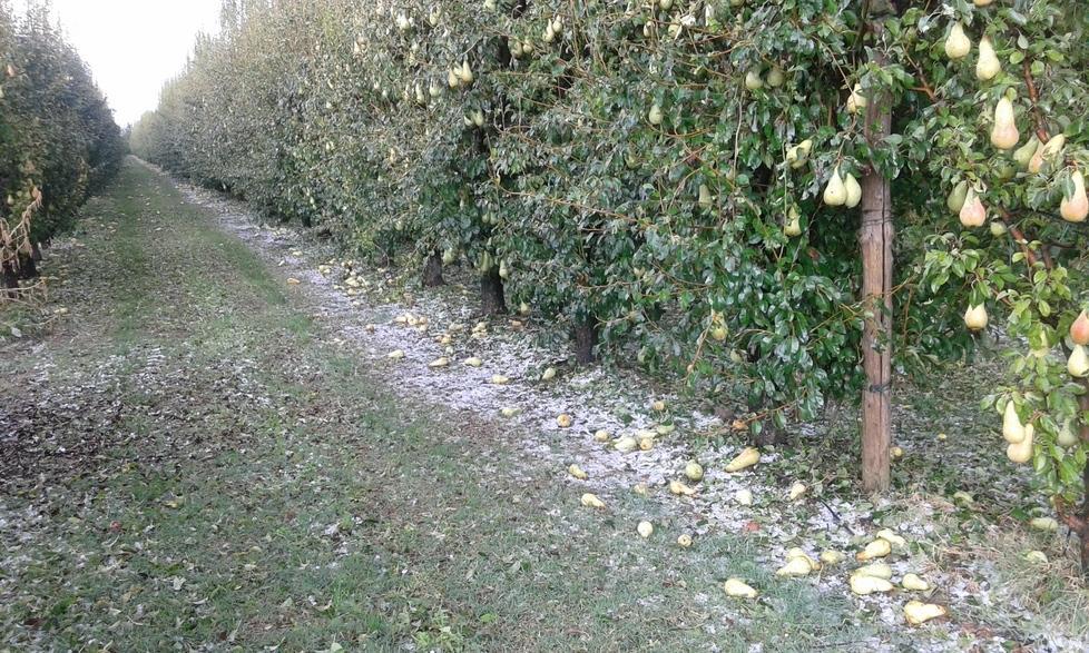 Danni per milioni nella Bassa modenese: sarà chiesto stato di calamità 