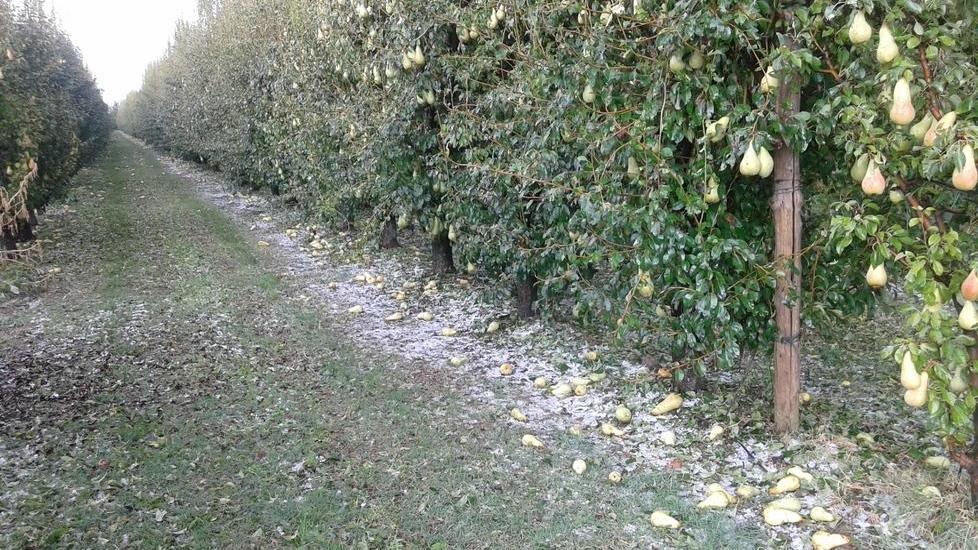 Danni per milioni nella Bassa modenese: sarà chiesto stato di calamità
