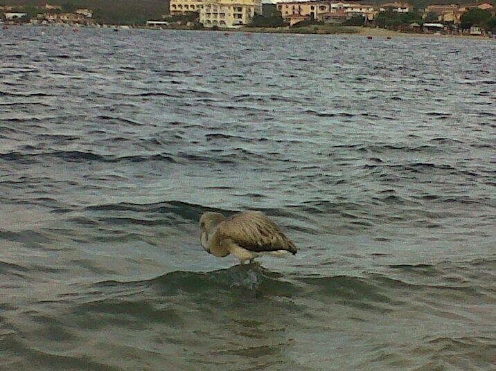Il fenicottero denutrito trovato nella spiaggia di Golfo Aranci