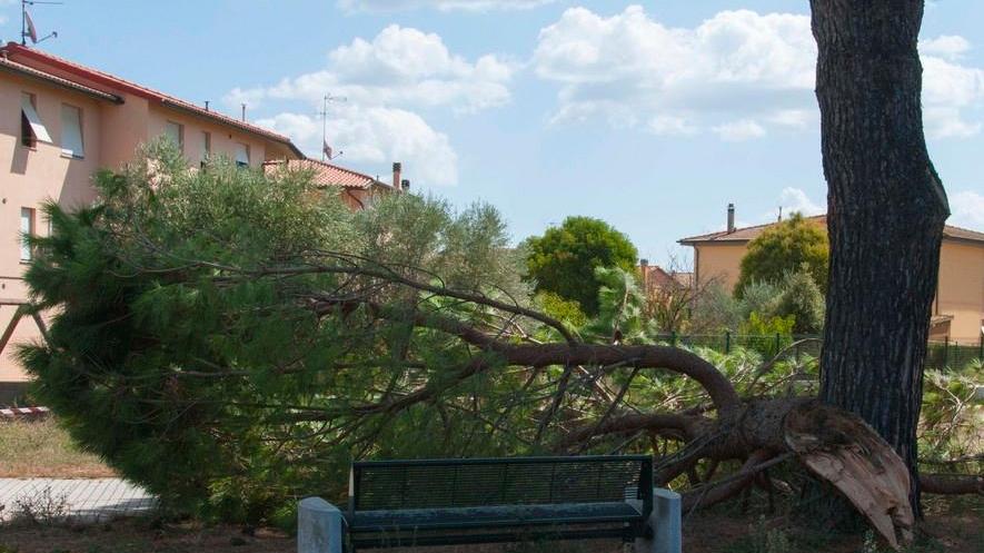 Grosso ramo cade su una panchina