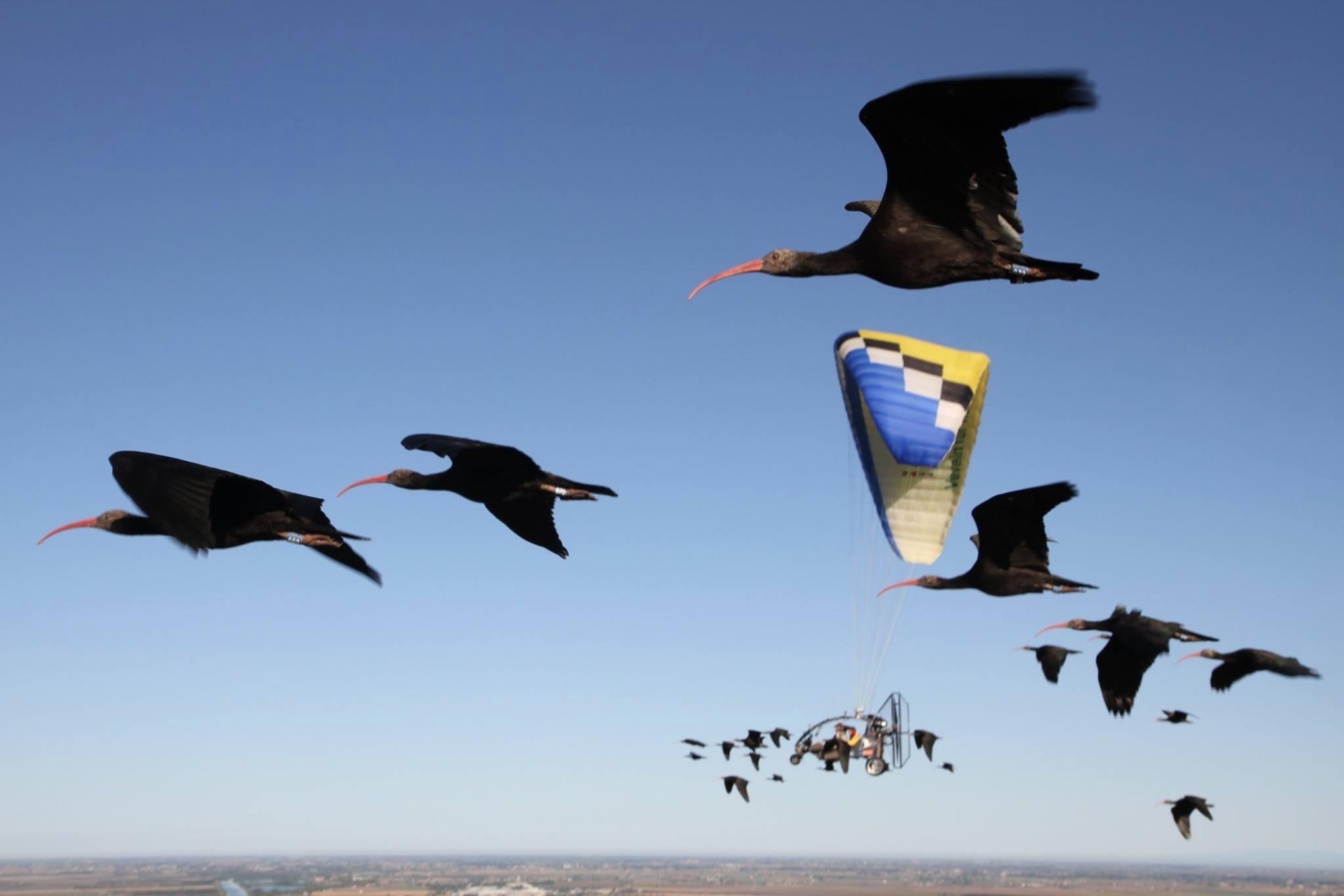 Ibis in volo (foto dal profilo Facebook Waldrappteam)