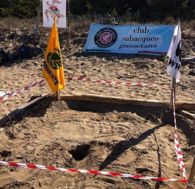Tartarughe, ora c’è il presidio 