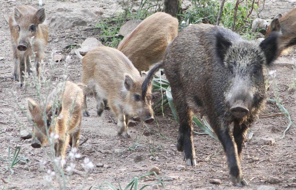 Lupi e cinghiali, agricoltori in guerra 