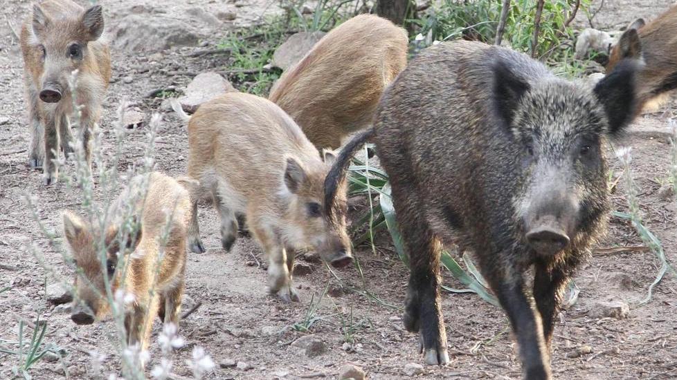 Lupi e cinghiali, agricoltori in guerra