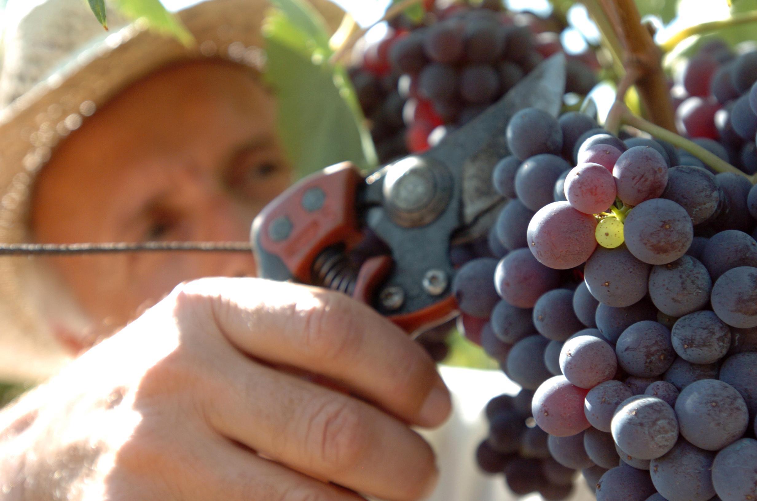 Vino in Toscana, Confagricoltura: annata straordinaria per la vendemmia