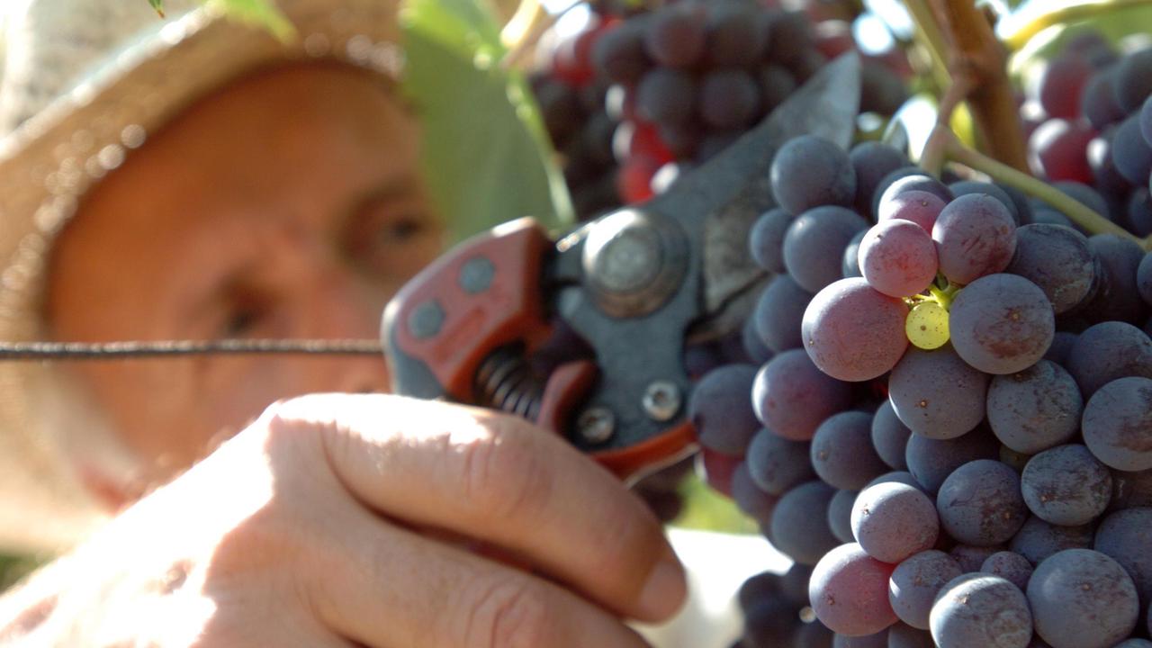 Vino in Toscana, Confagricoltura: annata straordinaria per la vendemmia