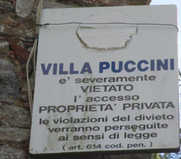 Un albero sul tetto di Villa Puccini 