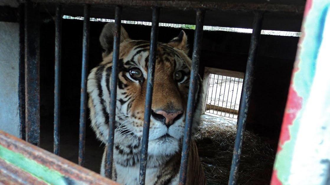 Tigre scappata dal circo, ma è una “bufala”