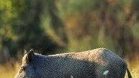 Carne di cinghiale per le mense dei poveri