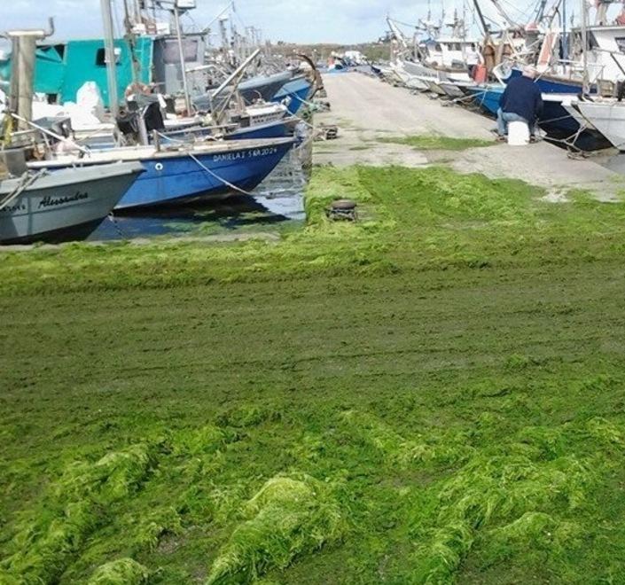 L’alga invade ancora la Sacca di Goro 