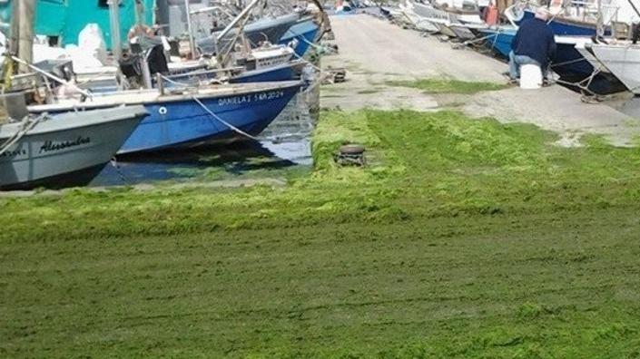 L’alga invade ancora la Sacca di Goro