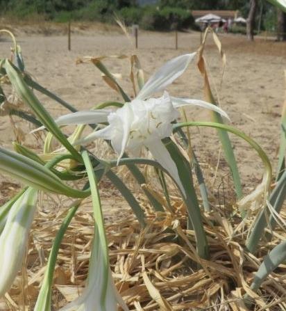 Con Legambiente le dune fioriscono 