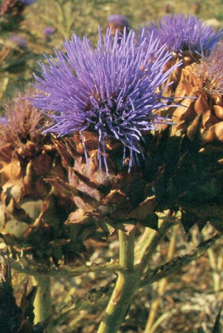 La farina del cardo per rendere sprint il latte di pecora 
