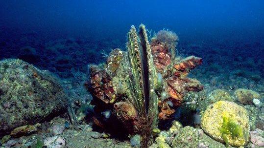 Una nacchera fotografata nel mare della Sardegna