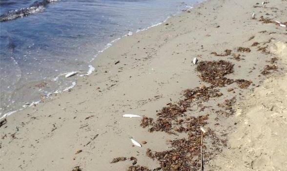 Un’altra moria di pesci sulla spiaggia di Scarlino 