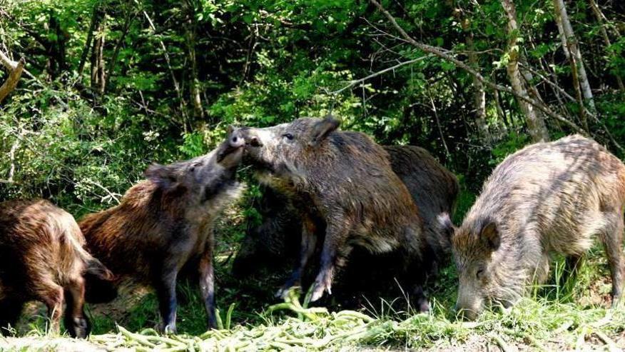 Contro i cinghiali solo armi spuntate