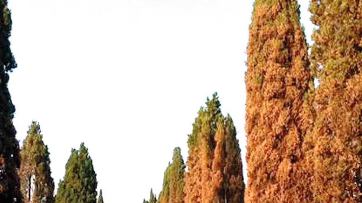 Allarme cipressi: il nostro paesaggio arrugginito dall’insetto killer