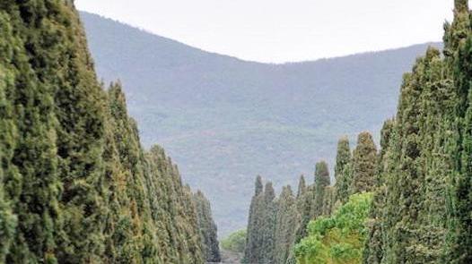 «Non potate i cipressi, possono riprendersi»