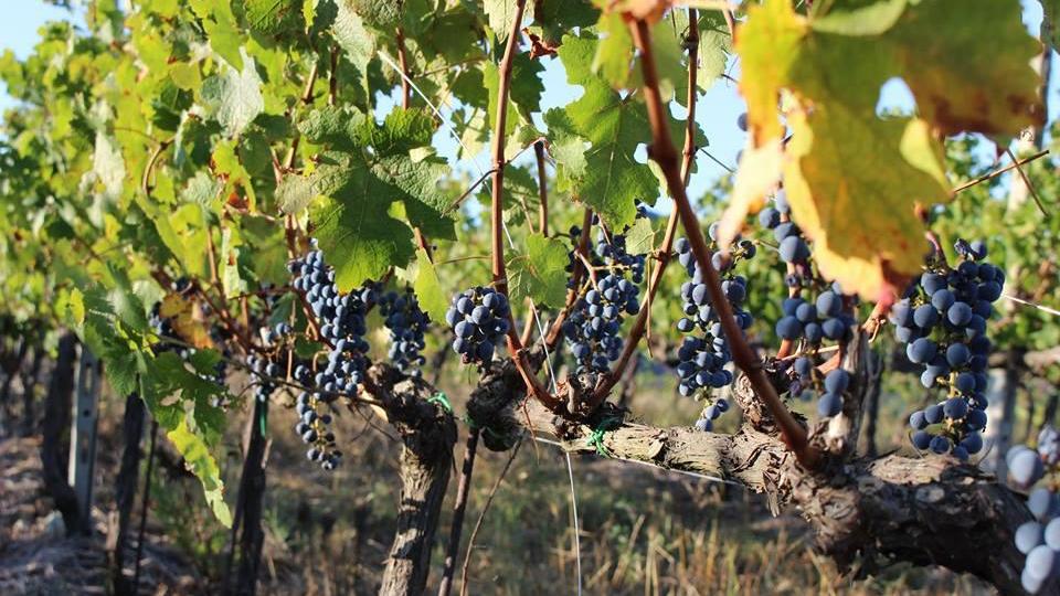 Le viti alla Sughere del Montefico