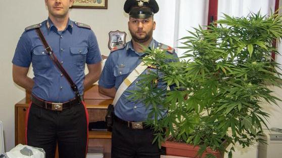 Arrestato per spaccio e poi rilasciato