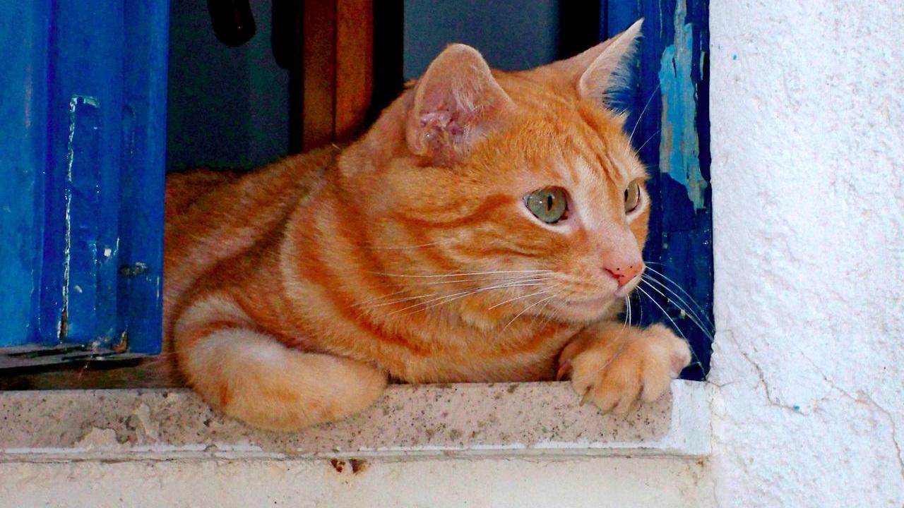 I gatti cadono sempre in piedi, o quasi