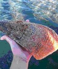  Pesca una nacchera protetta sub dovrà pagare 4mila euro