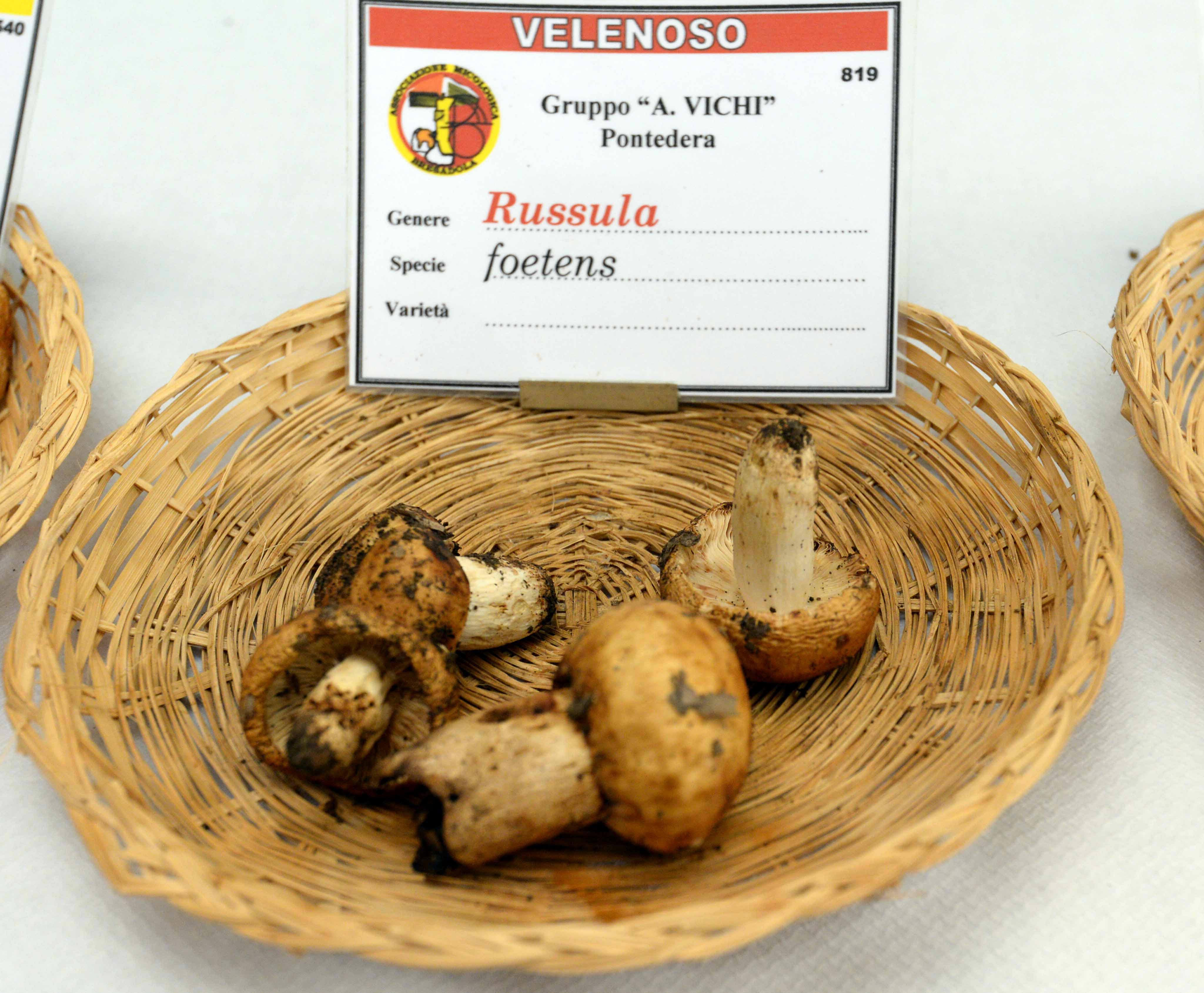 Mangiano funghi tossici, sei intossicati nel senese