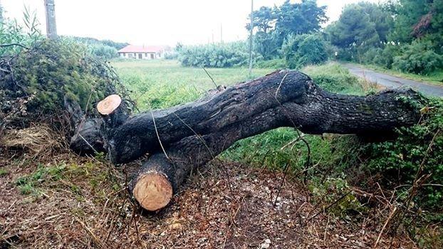 Un pezzo del pino segato in questi giorni 