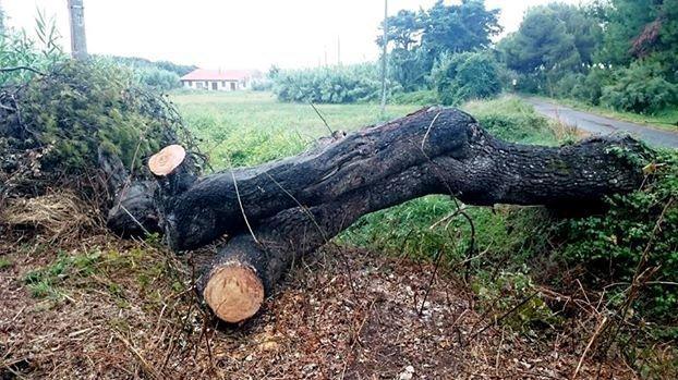 Un pezzo del pino segato in questi giorni